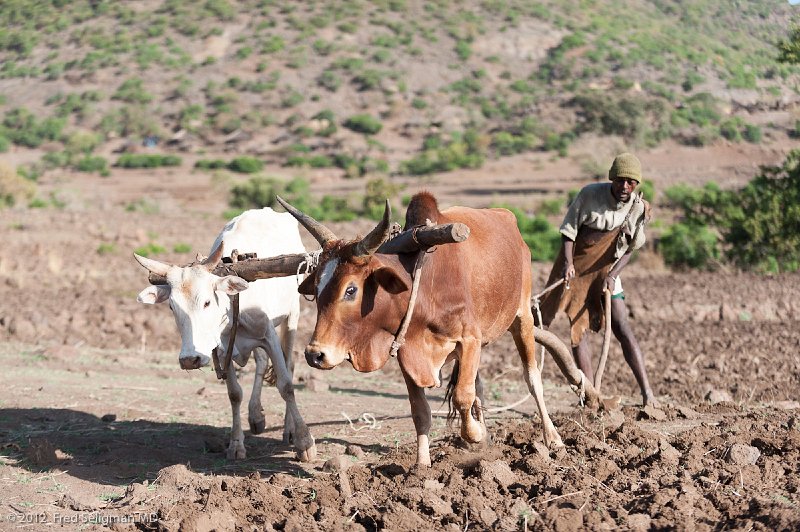 20120403_080315 Nikon D3 (2) 2x3.jpg - Farmer plowing